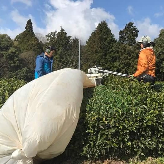 Garden Glimpses – Tea Farm Mitocha