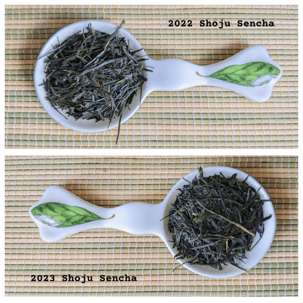 Iba Takahiro Comparison Tasting – 2022 Shoju Sencha Vs 2023 Shoju Sencha